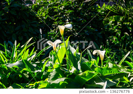 White calla lily (Zantedeschia aethiopica), also known as arum lily in garden 136276776