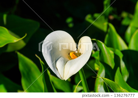 White calla lily (Zantedeschia aethiopica), also known as arum lily in garden White calla lily (Zantedeschia aethiopica), also known as arum lily in garden 136276777