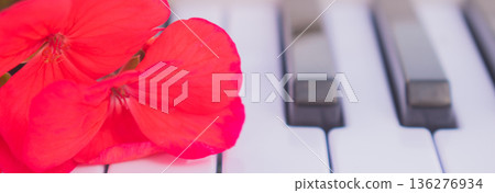 Fresh geranium flowers on piano keys, close up red pelargonium blossoms musical instrument keyboard, romantic atmosphere and song inspiration concept Fresh geranium flowers on piano keys, close up red pelargonium blossoms musical instrument keyboard, romantic atmosphere and song inspiration concept 136276934