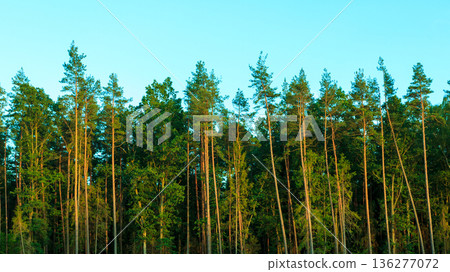 Trees against the blue sky. Trees against the blue sky. 136277072