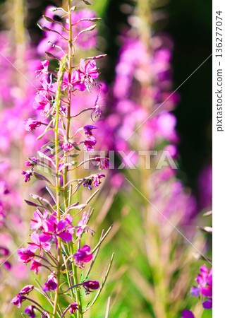 Closeup of meadow violet flowers. Wildflower in forest 136277074