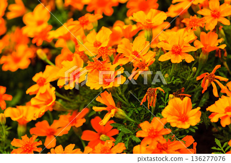 Orange flowers in the garden. Spring or summer background 136277076
