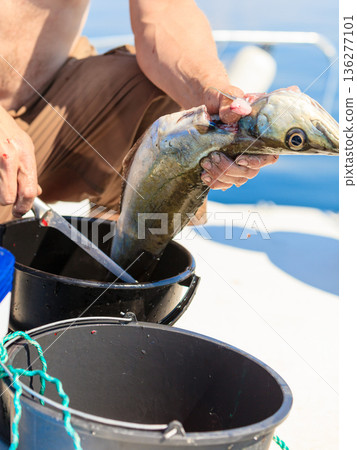 saltwater fishing - man cleaning fish outdoor 136277101
