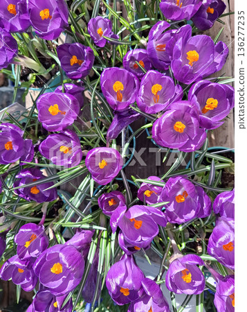Crocuses bloom in a garden during spring, showcasing purple petals with bright yellow centers. The flowers fill the scene with life and color under the warm sunlight. 136277235