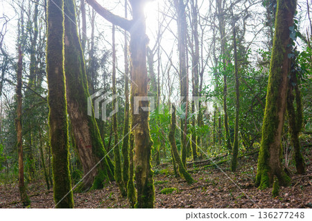Dead trees in a yew-boxwood grove after a box tree moth attack Dead trees in a yew-boxwood grove after a box tree moth attack 136277248