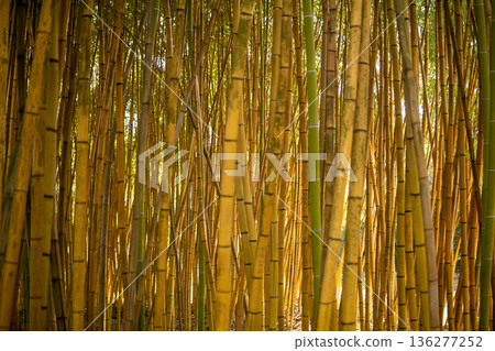 Bamboo forest in the morning light. Natural background and texture. Bamboo forest in the morning light. Natural background and texture. 136277252