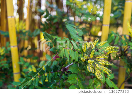 Berberis japonica flowers against a background of bamboo stems 136277253