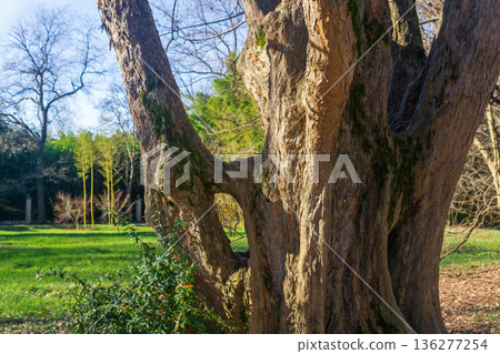 Old tree trunk in a park in spring time. The concept of nature and environment Old tree trunk in a park in spring time. The concept of nature and environment 136277254