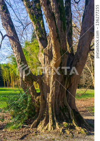Old big tree in the park in spring time. The concept of nature and environment Old big tree in the park in spring time. The concept of nature and environment 136277255
