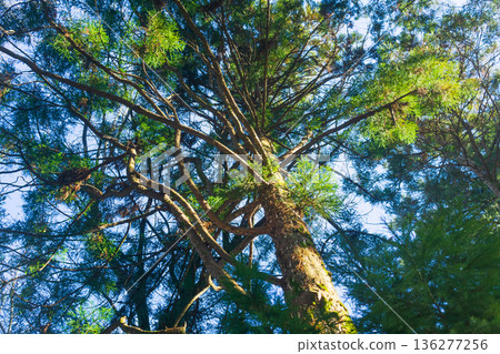 Tall pine tree in the forest. Top view of the tree. Tall pine tree in the forest. Top view of the tree. 136277256