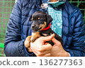 Puppy little dog in hands 136277363