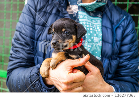 Puppy little dog in hands 136277363