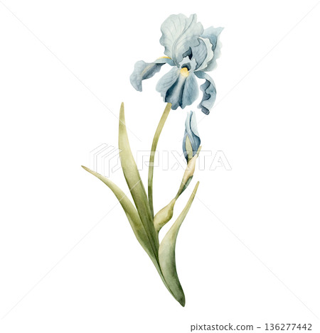Blue Iris Spring Bulbs Flower. Watercolor hand drawn floral illustration isolated on white background for Easter Woman's day design textile fresh fabric print card cosmetic package porcelain crockery Blue Iris Spring Bulbs Flower. Watercolor hand drawn floral illustration isolated on white background for Easter Woman's day design textile fresh fabric print card cosmetic package porcelain crockery 136277442