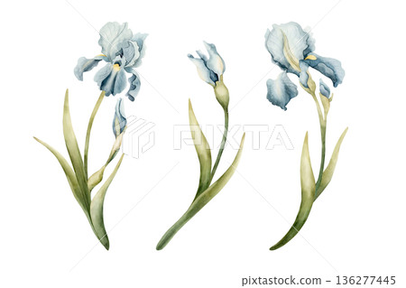 Blue Iris Spring Bulbs Flower Set. Watercolor hand drawn floral illustration isolated on white background Easter Woman's day design textile fresh fabric print card cosmetic package porcelain crockery Blue Iris Spring Bulbs Flower Set. Watercolor hand drawn floral illustration isolated on white background Easter Woman's day design textile fresh fabric print card cosmetic package porcelain crockery 136277445