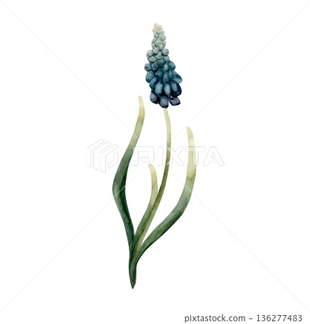 Blue Muscari Spring Bulbs Flower. Watercolor hand drawn floral illustration isolated on white background for Easter Woman's day design textile fresh print card cosmetic package porcelain crockery Blue Muscari Spring Bulbs Flower. Watercolor hand drawn floral illustration isolated on white background for Easter Woman's day design textile fresh print card cosmetic package porcelain crockery 136277483