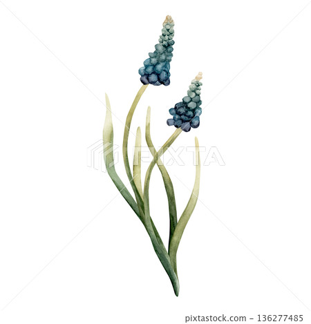 Blue Muscari Spring Bulbs Flower. Watercolor hand drawn floral illustration isolated on white background for Easter Woman's day design textile fresh print card cosmetic package porcelain crockery Blue Muscari Spring Bulbs Flower. Watercolor hand drawn floral illustration isolated on white background for Easter Woman's day design textile fresh print card cosmetic package porcelain crockery 136277485