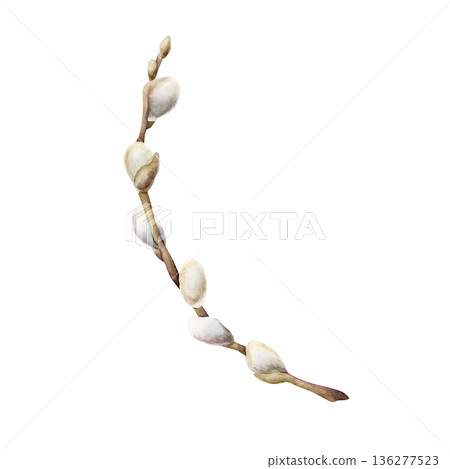 Willow branch with fluffy catkins. Watercolor hand drawn floral illustration isolated on white background for Easter holiday spring design textile fresh fabric print card postcard porcelain crockery Willow branch with fluffy catkins. Watercolor hand drawn floral illustration isolated on white background for Easter holiday spring design textile fresh fabric print card postcard porcelain crockery 136277523
