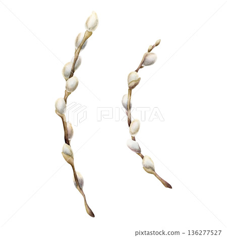 Willow branch with fluffy catkins set. Watercolor hand drawn floral illustration isolated white background for Easter holiday spring design textile fresh fabric print card postcard porcelain crockery Willow branch with fluffy catkins set. Watercolor hand drawn floral illustration isolated white background for Easter holiday spring design textile fresh fabric print card postcard porcelain crockery 136277527
