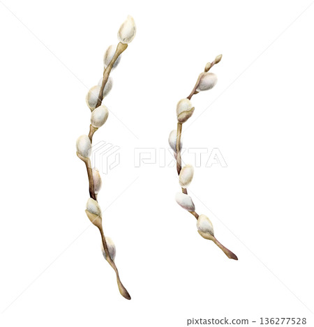 Willow branch with fluffy catkins set. Watercolor hand drawn floral illustration isolated white background for Easter holiday spring design textile fresh fabric print card postcard porcelain crockery Willow branch with fluffy catkins set. Watercolor hand drawn floral illustration isolated white background for Easter holiday spring design textile fresh fabric print card postcard porcelain crockery 136277528