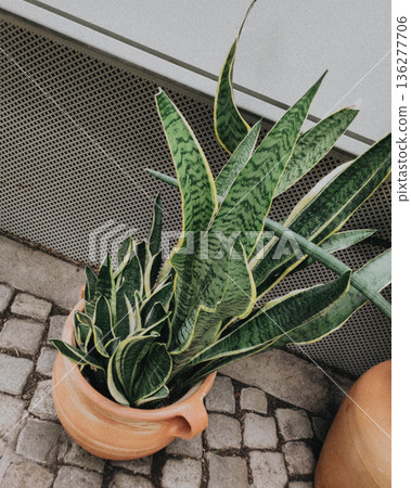 Sansevieria in clay pot 136277706