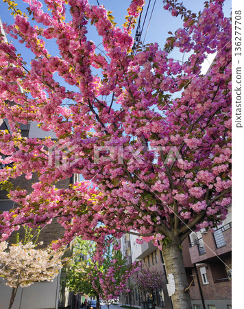 Blooming pink cherry blossom tree Blooming pink cherry blossom tree 136277708
