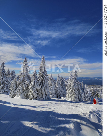 Snow-covered pine trees Snow-covered pine trees 136277754