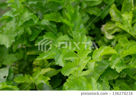 Young green leaves of the Parsnip plant or Pastinaca sativa. a plant of the umbrella family (Celery) - Apiaceae. It is also called meadow parsnip or common parsnip. Young green leaves of the Parsnip plant or Pastinaca sativa. a plant of the umbrella family (Celery) - Apiaceae. It is also called meadow parsnip or common parsnip. 136278216