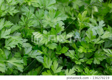 Bright shining green leaves of garden flat-leaf parsley (Petroselinum sativum) in sunlight, growing in organic (bio) private garden in summer. Close up. 136278219