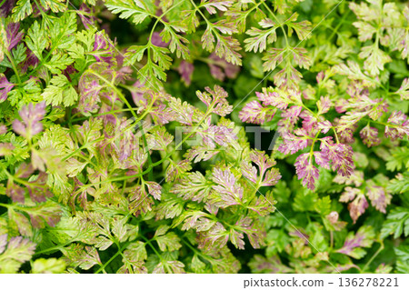 Chervil (Anthriscus cerefolium), beautifully growing chervil in spring time. Background made of colorful leaves of a medicinal plant. Green foliage. Close up view. 136278221