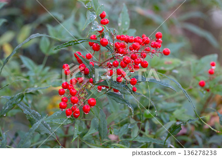 Close-up of ripe red berries in raindrops on a Nandina domestica bush, selective focus. Close-up of ripe red berries in raindrops on a Nandina domestica bush, selective focus. 136278238