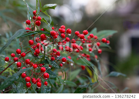 Close-up of ripe red berries in raindrops on a Nandina domestica bush, selective focus. 136278242