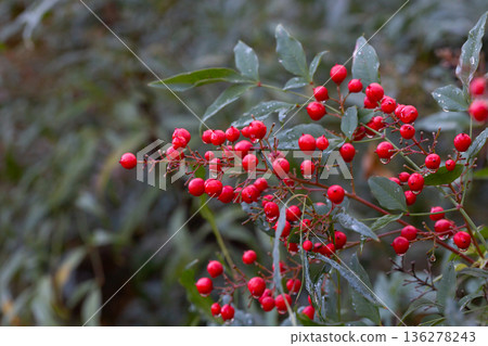 Close-up of ripe red berries in raindrops on a Nandina domestica bush, selective focus. 136278243