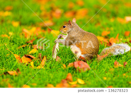 grey squirrel in autumn park 136278323