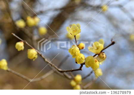 洛白花 洛白花 136278979