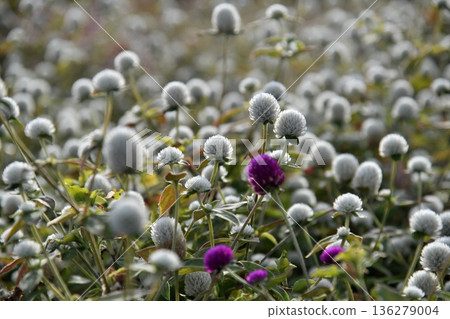 Sennichikou flower Sennichikou flower 136279004