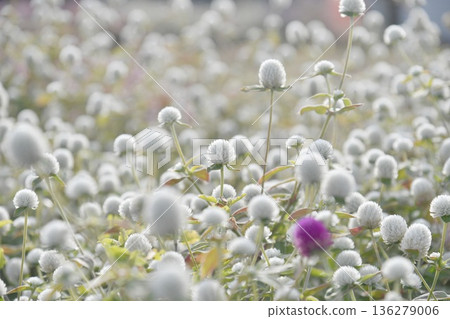 Sennichikou flower 136279006