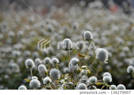 Sennichikou flower Sennichikou flower 136279007