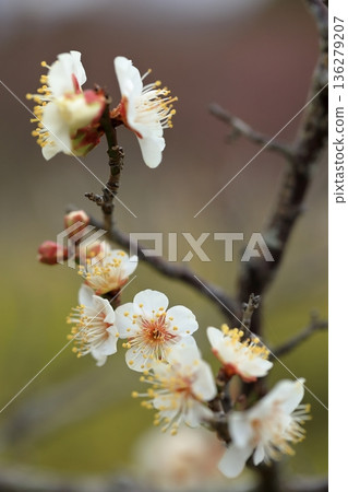 早春梅花 早春梅花 136279207
