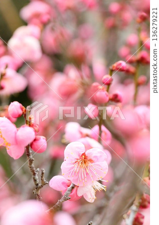 早春梅花 136279221