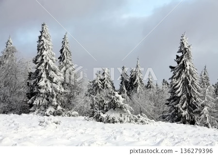 winter landscape with snow-covered evergreen trees under a soft blue and cloudy sky 136279396