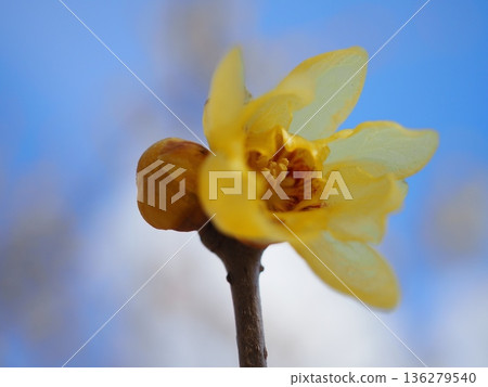 透明的冬青花（20260128110449） 136279540