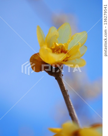 透明的冬青花(20260128110425) 透明的冬青花(20260128110425) 136279541