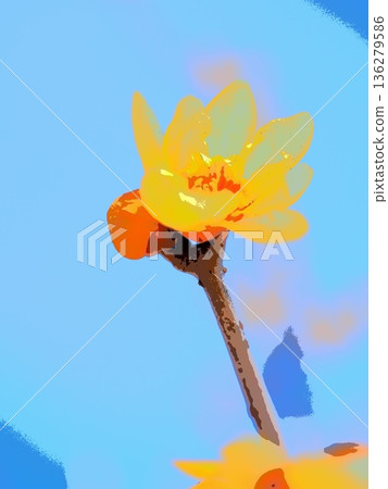 透明的冬青花（afr20260128110425） 136279586