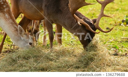Deer feeding on hay in a grassy area during daylight hours in a natural setting Deer feeding on hay in a grassy area during daylight hours in a natural setting 136279688