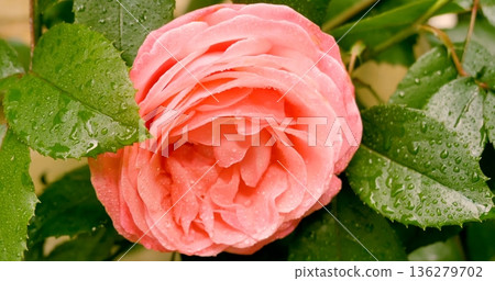 Pink rose blooms with droplets after rainfall in a garden setting during the morning hours 136279702