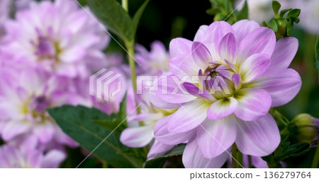 Pink flowers bloom in a garden during spring with sunlight shining on their petals and green leaves surrounding them 136279764