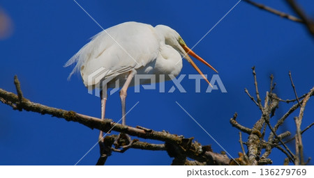Large white bird standing on a branch with blue sky background near a forest in daytime 136279769