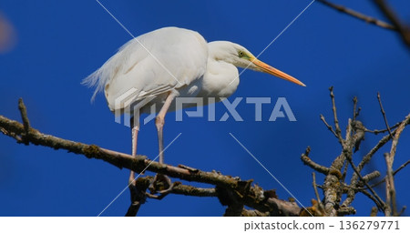 Bird stands on tree branch in sunny area with blue sky in the background during daytime Bird stands on tree branch in sunny area with blue sky in the background during daytime 136279771