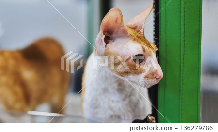 Curious cornish rex cat looking outside its cage during feline exhibition 136279786