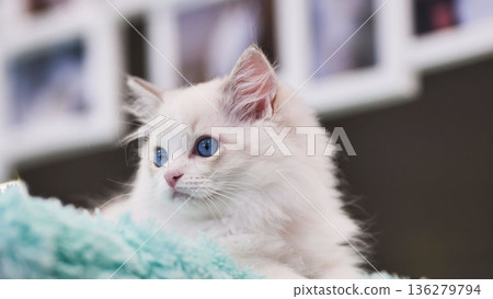 Adorable ragdoll kitten lying on a soft blanket and looking away 136279794